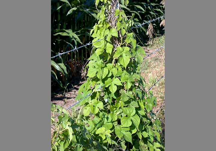 Morning Glory Pic.jpg