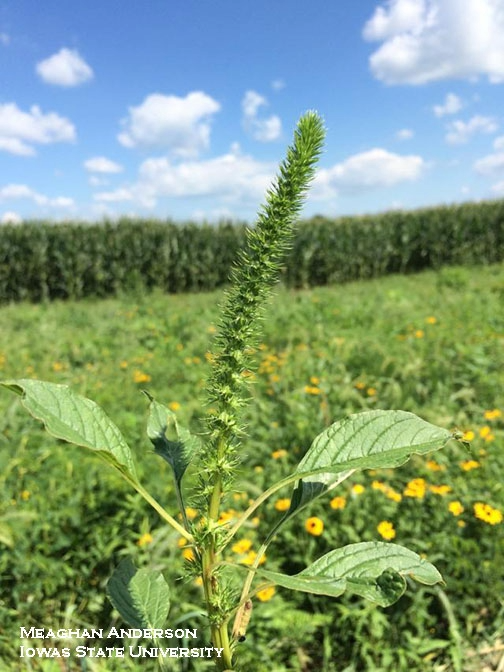 Palmer amaranth pic.png